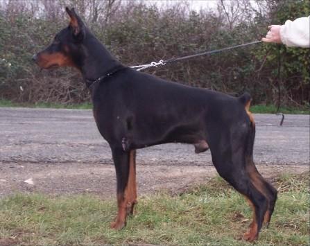 Uxo v. Oberfeld | Black Doberman Pinscher