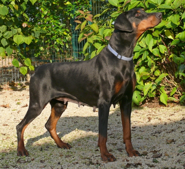 Beauty Blondy (JR 82339) | Black Doberman Pinscher