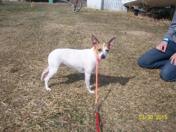 CPK's Gypsy Rose | Rat Terrier 