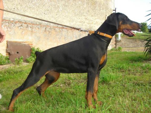 Carmen Venezia v. Verstenwal | Black Doberman Pinscher