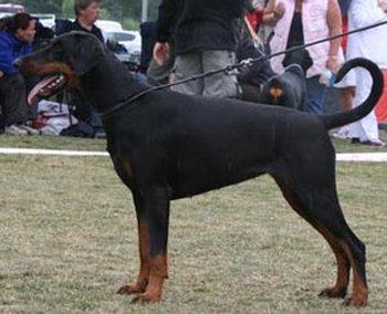 Celta Celsia of Devil Inside | Black Doberman Pinscher