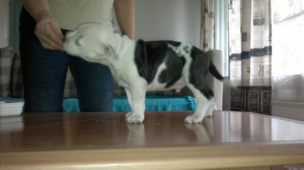 WicketMoon´s Amorino Alarik | American Staffordshire Terrier 