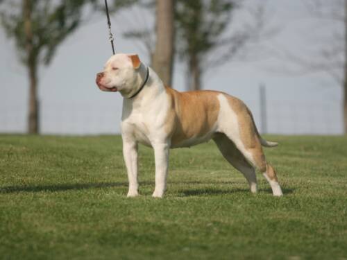 Swampdog's Olivia of IJAB | American Bulldog 