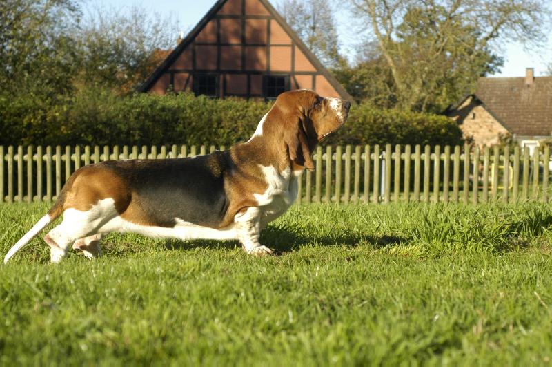 Confident snoopers Beatrix der Nederlanden | Basset Hound 