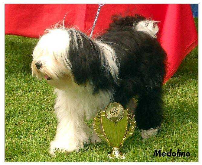 Andromeda of Kari Tibetian Shine | Tibetan Terrier 