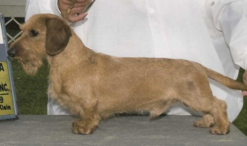 Ej's Speedracer MW | Dachshund 