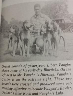 Vaughns Curley | Bluetick Coonhound 