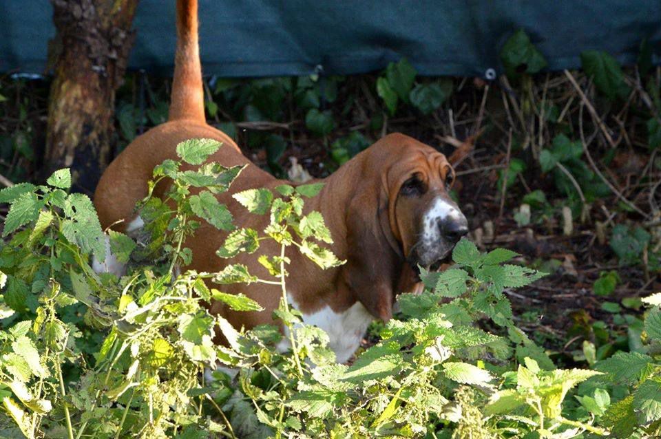 NewDown Bassets Vincenzo Lorello | Basset Hound 