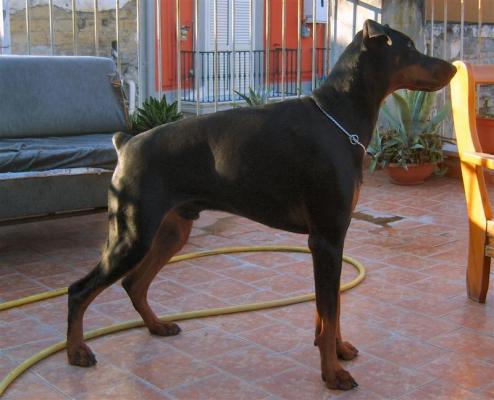 Zefiro del Mitreo | Black Doberman Pinscher
