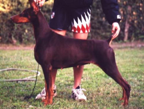 Jessy de Vulcano | Brown Doberman Pinscher