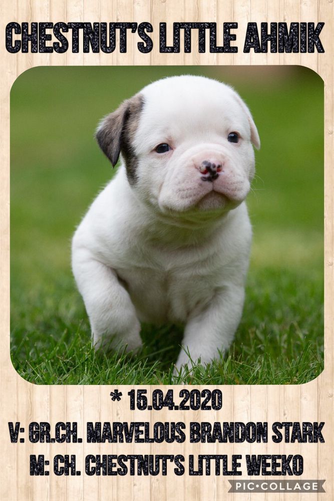 Chestnut’s Little Ahmik | American Bulldog 