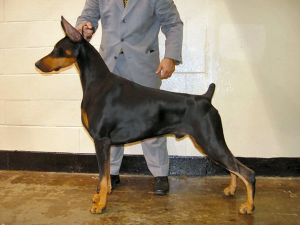 Trotyl De Black Shadow | Black Doberman Pinscher