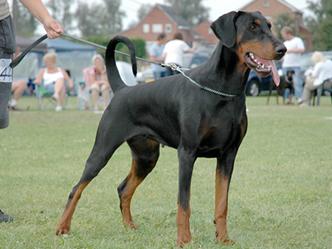 Hiba v.'t Genebos | Black Doberman Pinscher