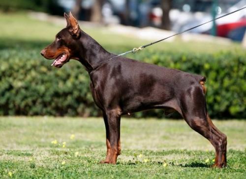 Ethos Steinhage-Grad | Brown Doberman Pinscher