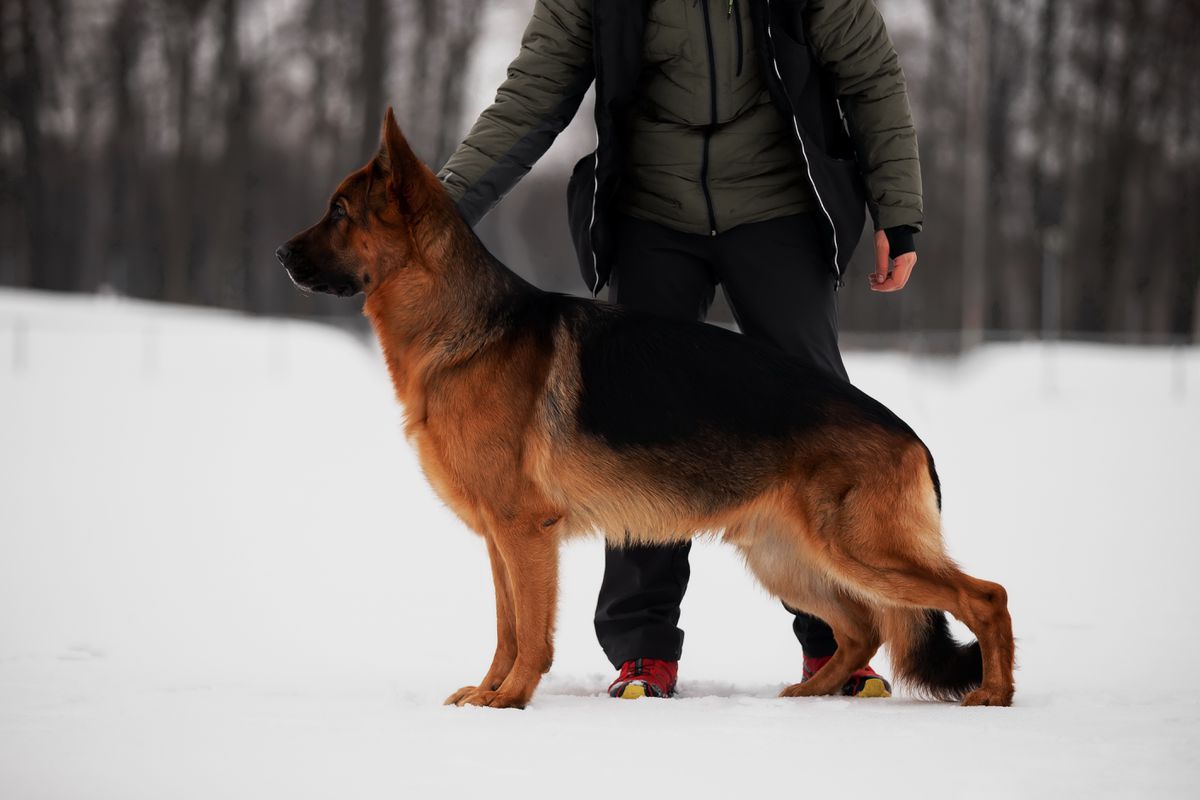 Kleoshloss Ultimatum | German Shepherd Dog 