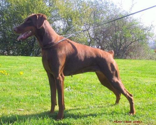 Berenice K'Alina de Ferignis | Brown Doberman Pinscher