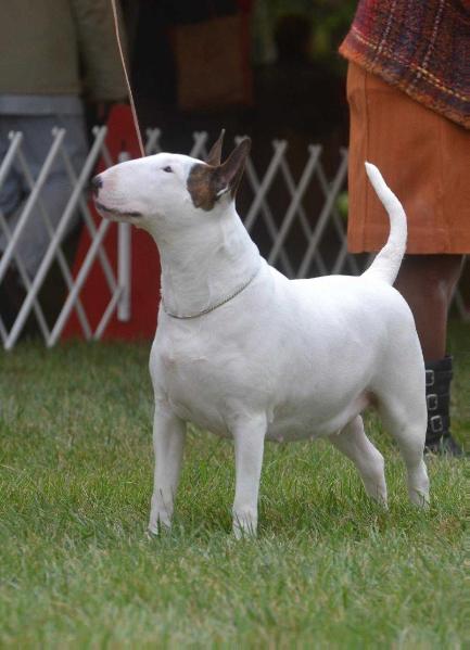 Buldor Bullayr Spy Who Luvd Me | Bull Terrier 