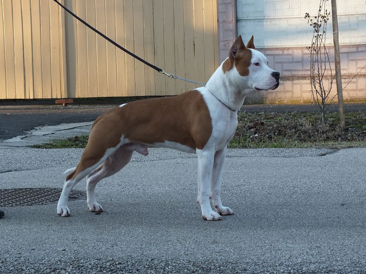 Tigerwood's Endorfine | American Staffordshire Terrier 