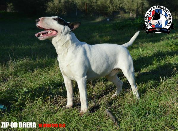 ZIP OD DRENA | Bull Terrier 