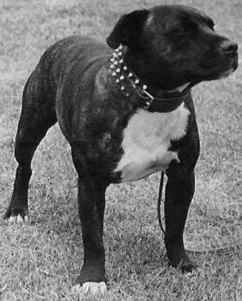 Linksbury Mike | Staffordshire Bull Terrier 