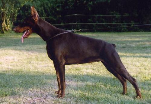 Rava-Tara v. Heckendorf | Brown Doberman Pinscher