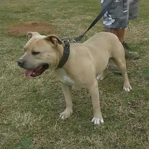 BABK's Sinner | American Pit Bull Terrier 