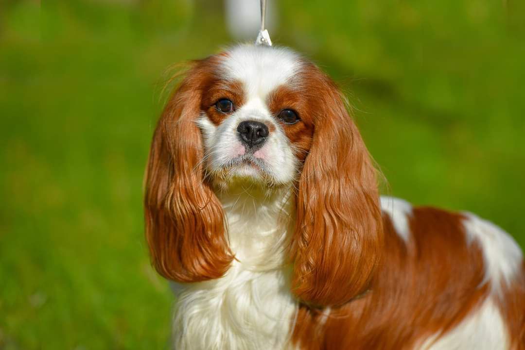 GORGEOUS GEM BENJAMIN | Cavalier King Charles Spaniel 