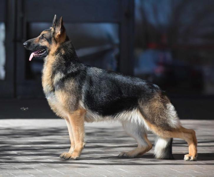 Little Red Riding Hood of Edan | German Shepherd Dog 