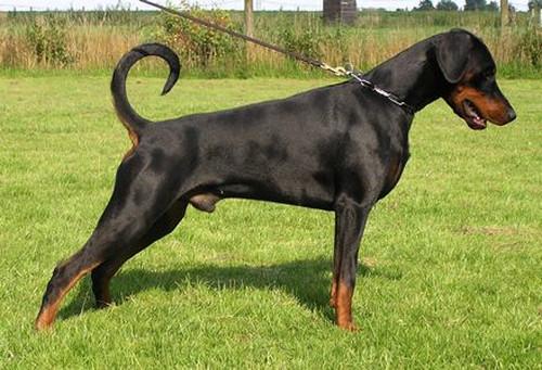 Ustinov v. Residenzschloss | Black Doberman Pinscher