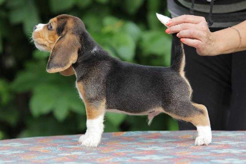 Valsi Marokko | Beagle 