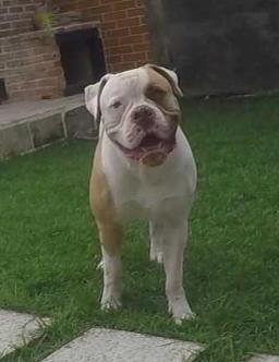 Amazing Bulls Patiff | American Bulldog 