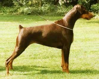 Supetas Orangina | Brown Doberman Pinscher