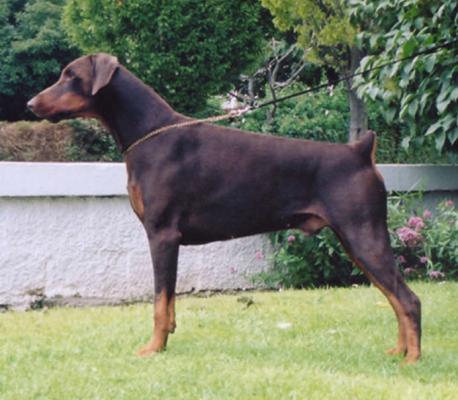 Supetas Positively Perfect | Brown Doberman Pinscher