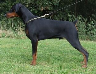Supetas Ozzy Osbourne | Black Doberman Pinscher