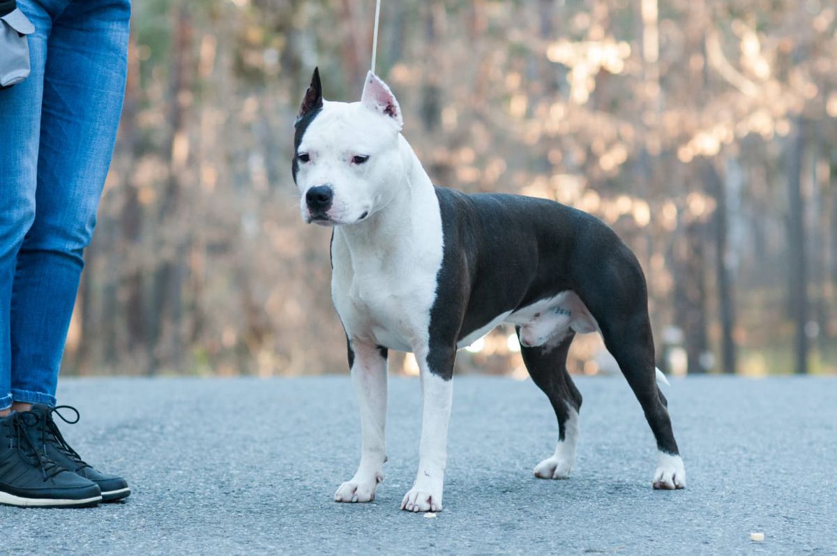 MASHEL SPIRIT Hikari | American Staffordshire Terrier 