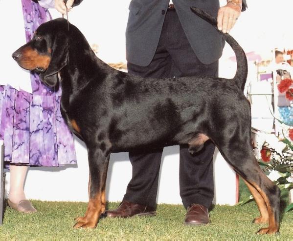 Windbourne Ace Of Spades | Black and Tan Coonhound 