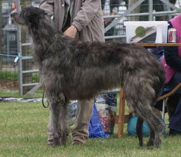Pyefleet Rollo | Scottish Deerhound 