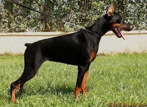 Erebus Princess Azrah Nera | Black Doberman Pinscher