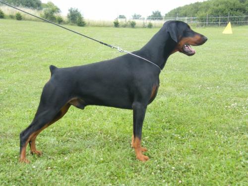 Winner Halit Pasa | Black Doberman Pinscher