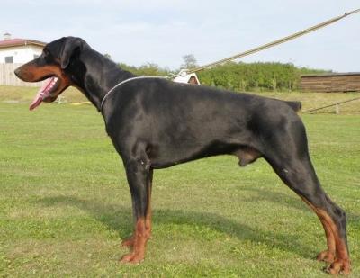 Yustin Star Halit Pasa | Black Doberman Pinscher