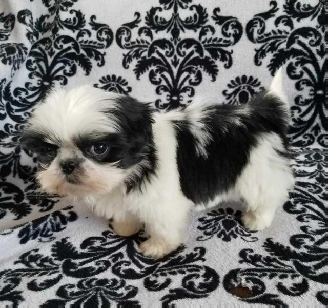 Cobblestone My Little Kid Flash | Shih Tzu 