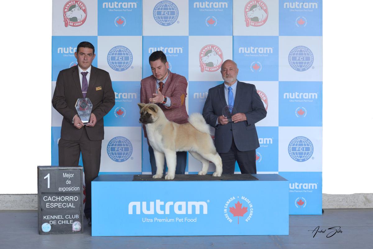 Portovina Esmeralda Aukan Canai | Akita 