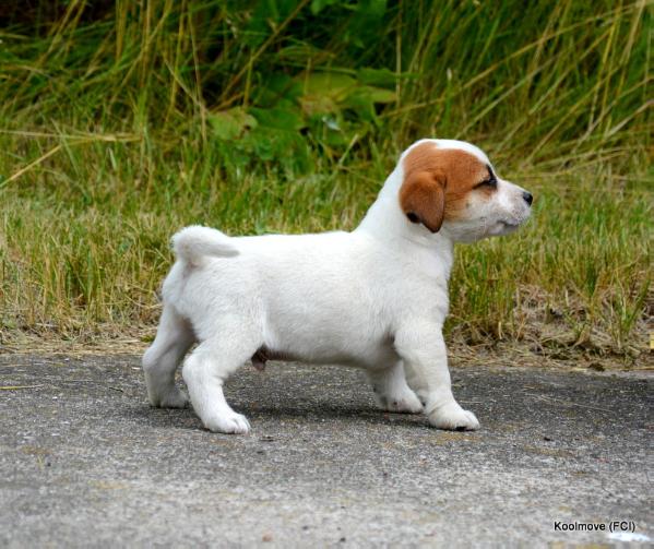 Koolmove ( FCI ) Elemelek | Jack Russell Terrier 