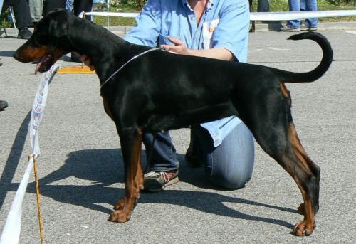 Beauty Sunny Halit Pasa | Black Doberman Pinscher