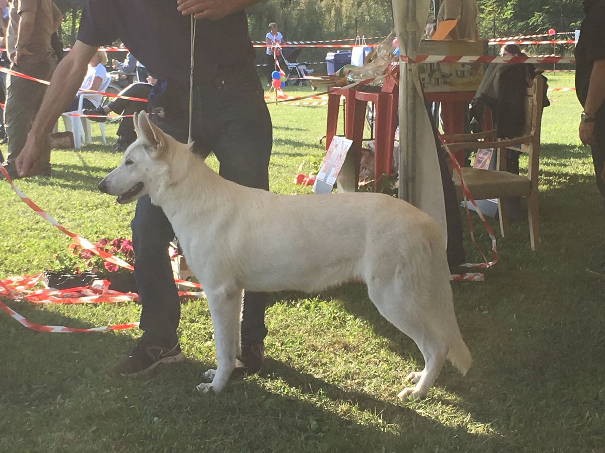 Foxhunt's Nothing Else but You | White Swiss Shepherd Dog 