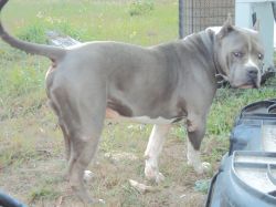 Royal Bloodline King Royal | American Pit Bull Terrier 