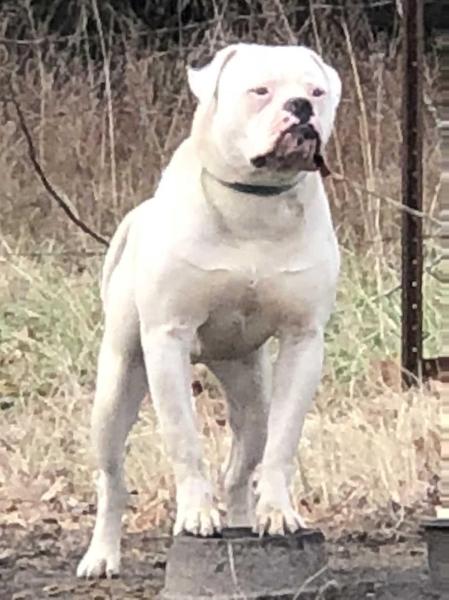 Hallstar’s Printz on my heart | American Bulldog 