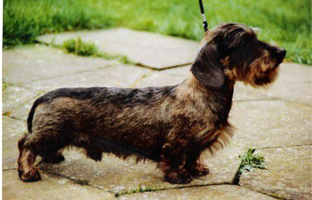 Drakesleat Talk Over | Dachshund 