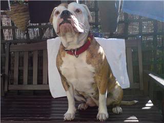 Moorlands Milly | Olde English Bulldogge 