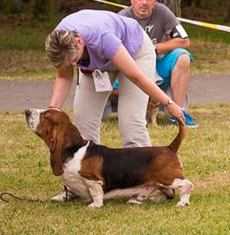 Alf Carcharias | Basset Hound 